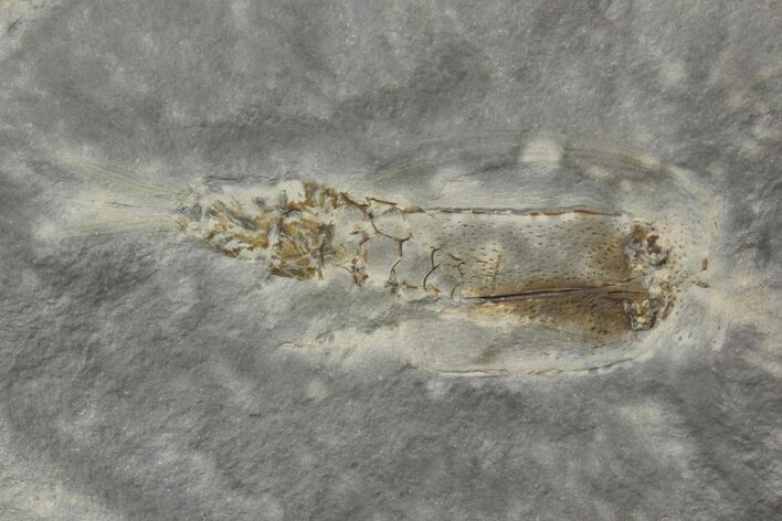 Fossil Phyllocarid (Dithyrocaris) - Bear Gulch Limestone, Montana #113196
